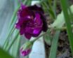 Tapety na plochu - Purple Flower