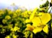 Tapety na plochu - Yellow Flower