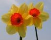 Tapety na plochu - Special Daffodils
