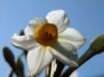Tapety na plochu - Daffodil