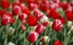 Tapety na plochu - Tulips Spring