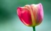 Tapety na plochu - Pink tulip