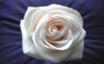 Tapety na plochu - White rose