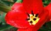 Tapety na plochu - Scarlet tulip
