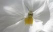 Tapety na plochu - White flower