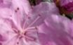 Tapety na plochu - Pink flower