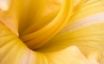 Tapety na plochu - Yellow flower
