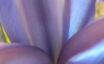 Tapety na plochu - Blue flower