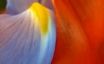 Tapety na plochu - Multicolor flower