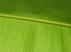 Tapety na plochu - Vista green leaf