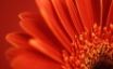 Tapety na plochu - Vista red flower
