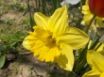 Tapety na plochu - Yellow spring flower