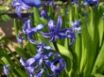 Tapety na plochu - Blue spring flowers