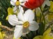 Tapety na plochu - White spring flower