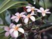 Tapety na plochu - Hibiscus flowers
