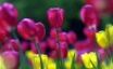 Tapety na plochu - Spring tulips