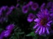 Tapety na plochu - Purple flowers