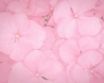 Tapety na plochu - Pink petals
