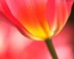 Tapety na plochu - Red tulip