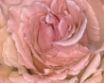 Tapety na plochu - Pink rose