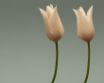 Tapety na plochu - Two Tulips