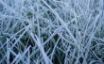 Tapety na plochu - Frosted grass