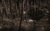 Tapety na plochu - Bamboo forest
