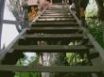 Tapety na plochu - Jungle Ladder