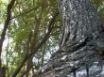 Tapety na plochu - Sticky Blur Tree