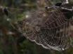 Tapety na plochu - Wet spider web