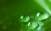 Tapety na plochu - Green Dew
