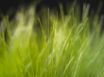 Tapety na plochu - Vista grass