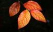 Tapety na plochu - Orange leaves