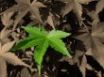 Tapety na plochu - Green single leaf