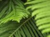 Tapety na plochu - Evergreen conifers