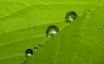 Tapety na plochu - Water drops on leaf
