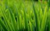 Tapety na plochu - Grass close up