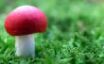 Tapety na plochu - Red mushroom