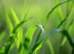 Tapety na plochu - Green grass straws