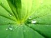 Tapety na plochu - Drops and a leaf
