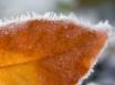 Tapety na plochu - Frozen orange leaf
