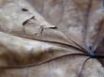 Tapety na plochu - Punctured brown leaf