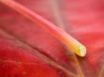 Tapety na plochu - Red leaf and straw