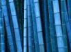 Tapety na plochu - Blue bamboo