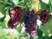 Tapety na plochu - Fresh grapes