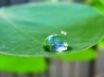 Tapety na plochu - Water drop on leaf