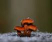 Tapety na plochu - Three mushrooms
