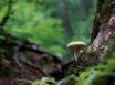 Tapety na plochu - Single mushroom