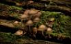 Tapety na plochu - Jubilee Mushrooms
