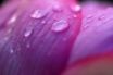 Tapety na plochu - Lavender Drops